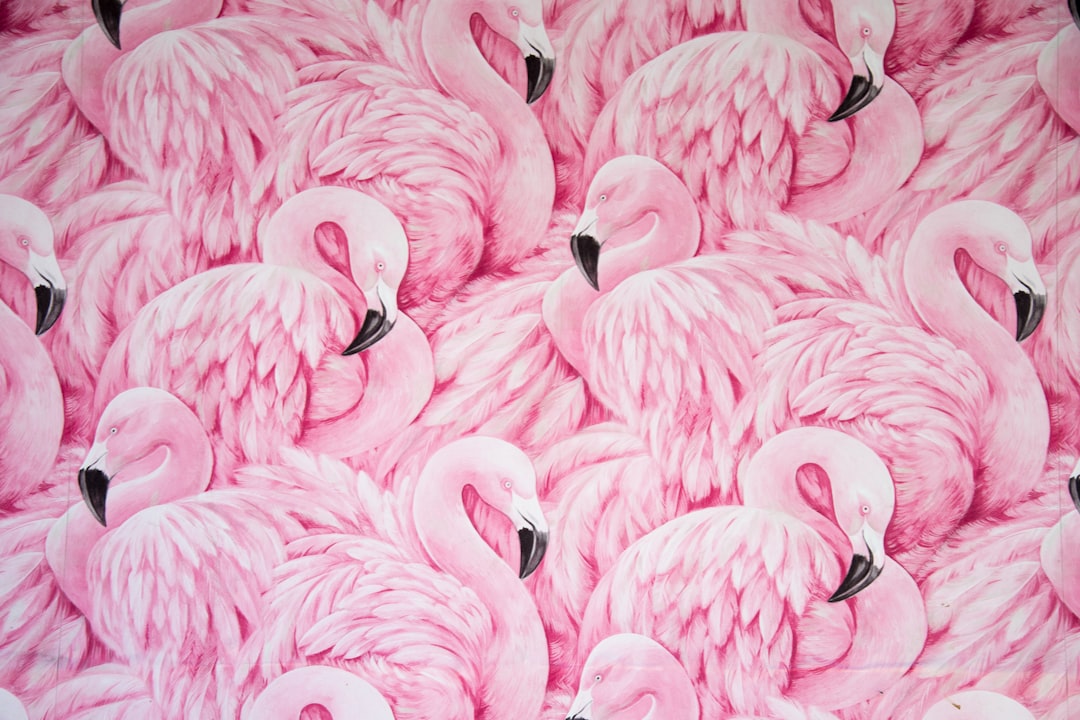 flamingo