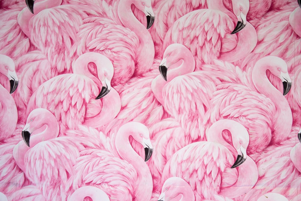pink flamingos photo – Free Pink Image on Unsplash