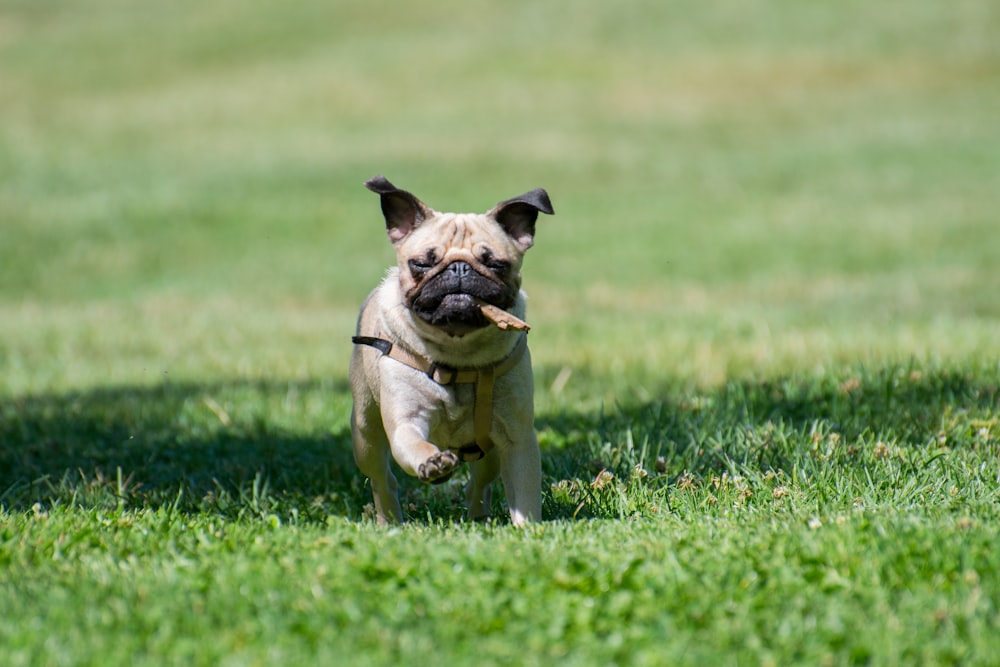 草の上を走るパグの子犬