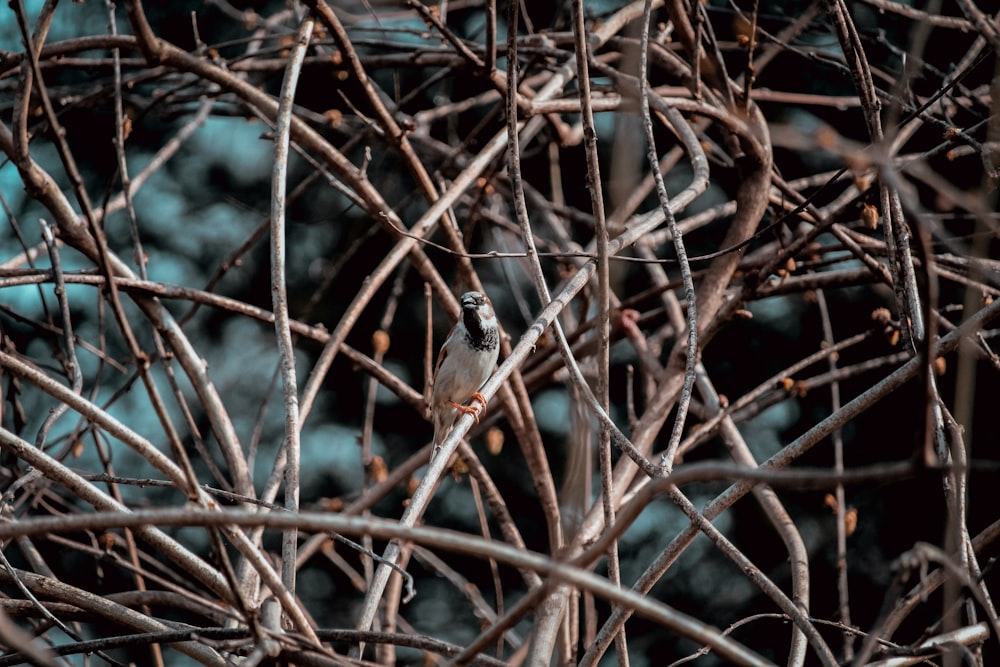 a small bird sitting on a branch of a tree