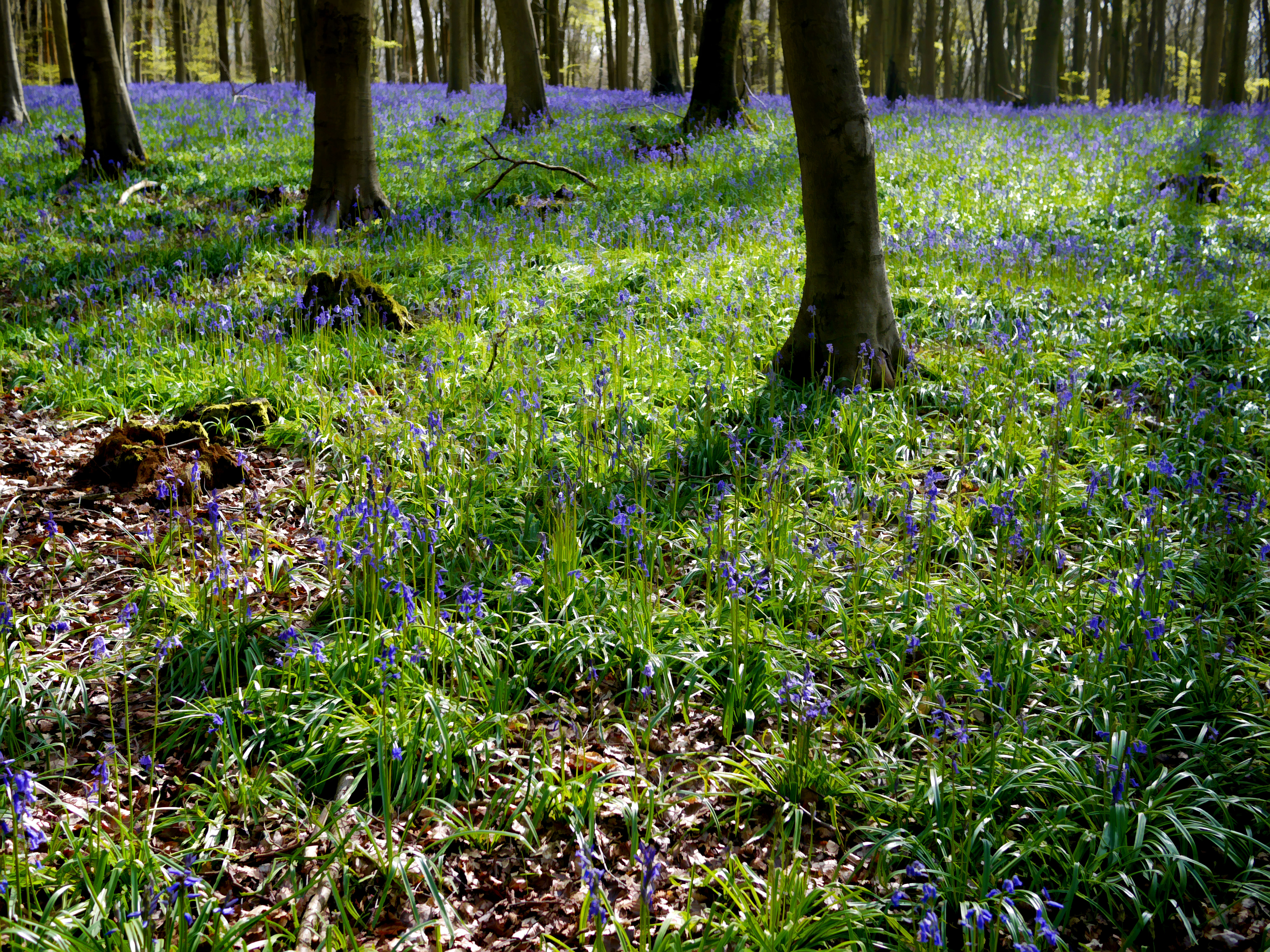 Photo by brett_jordan