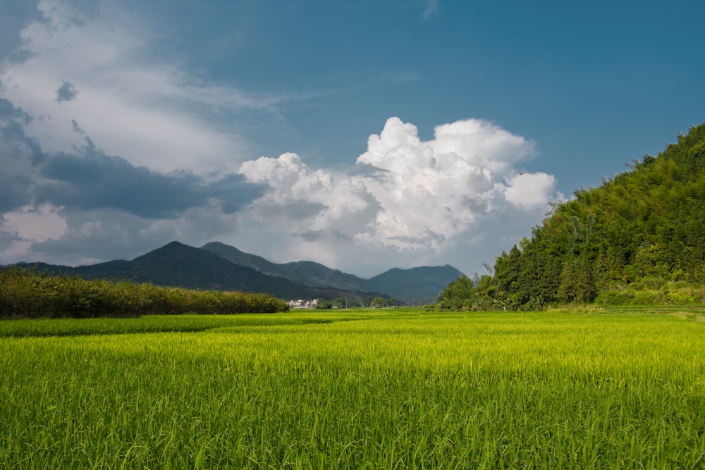 green field