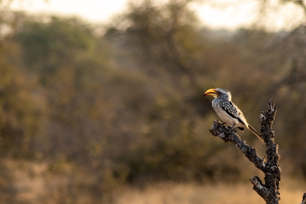 grey bird on tree branch