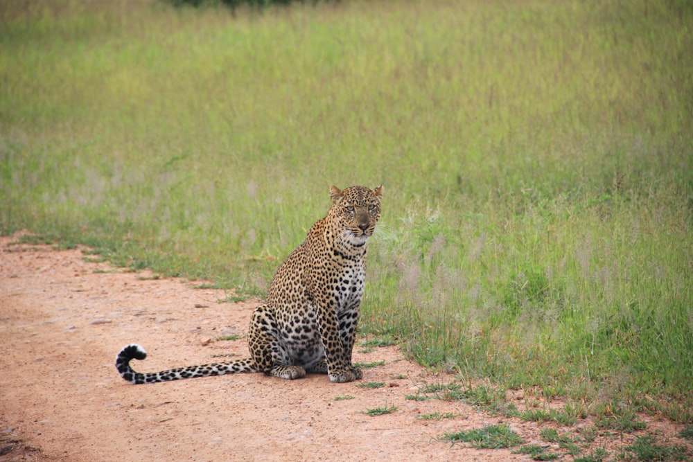 cheetah sitting on ground