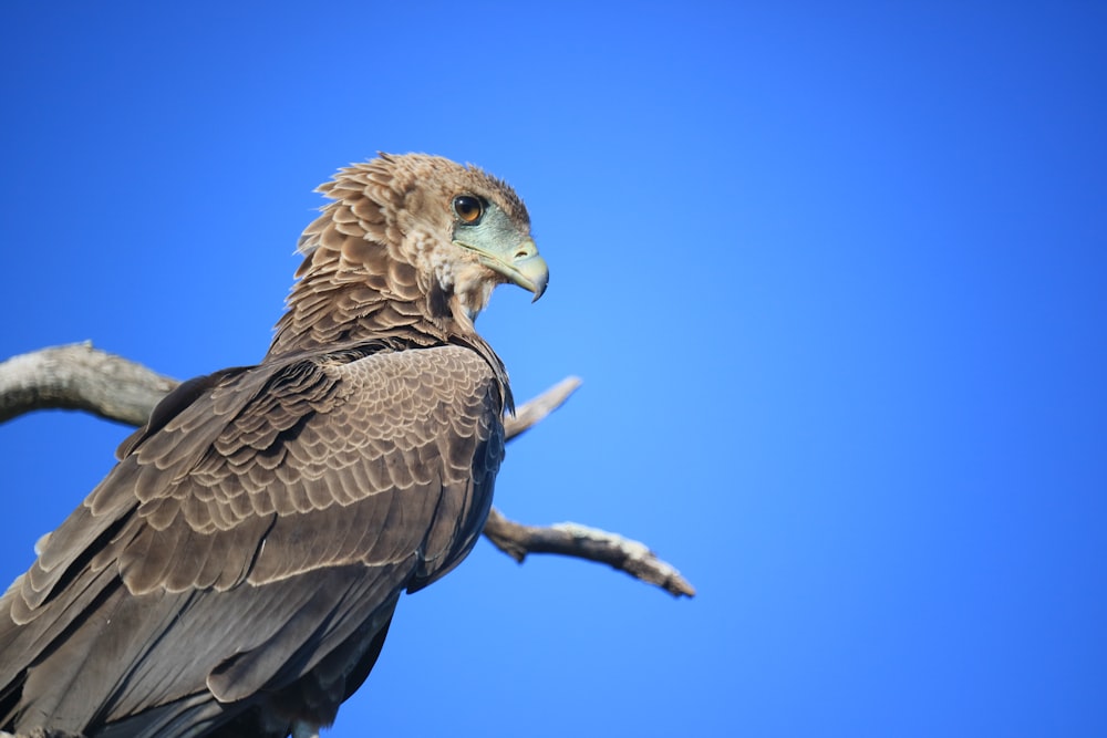 brown bird