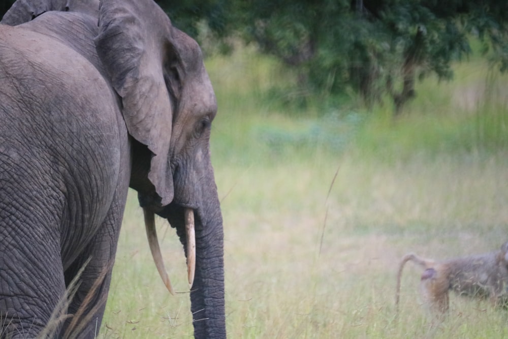 gray elephant near 4-legged animal