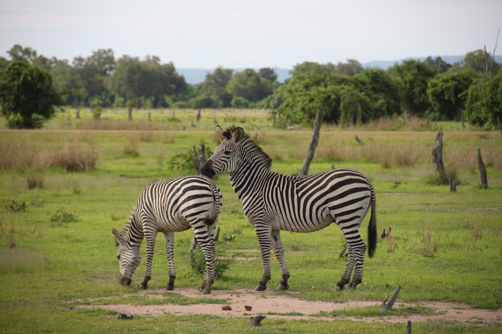 two zebras