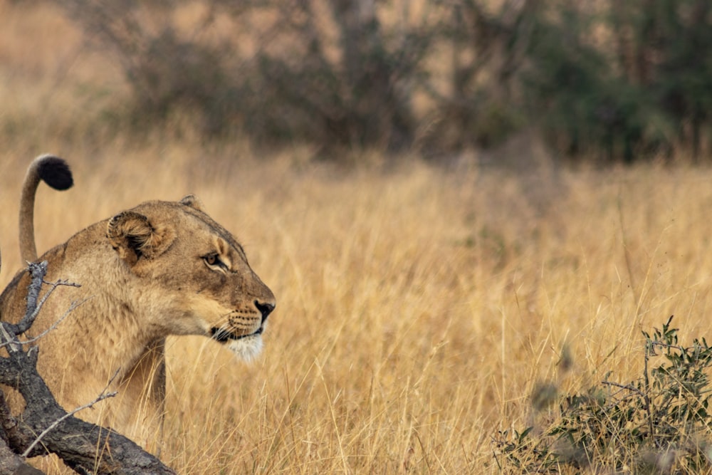 gray lion on brown fields during daytime