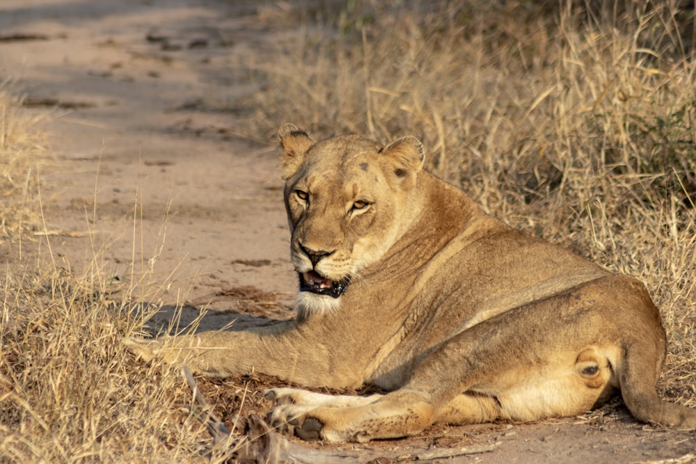 brown lioness