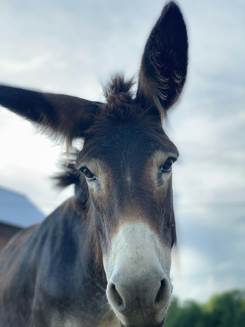 brown donkey close-up photography