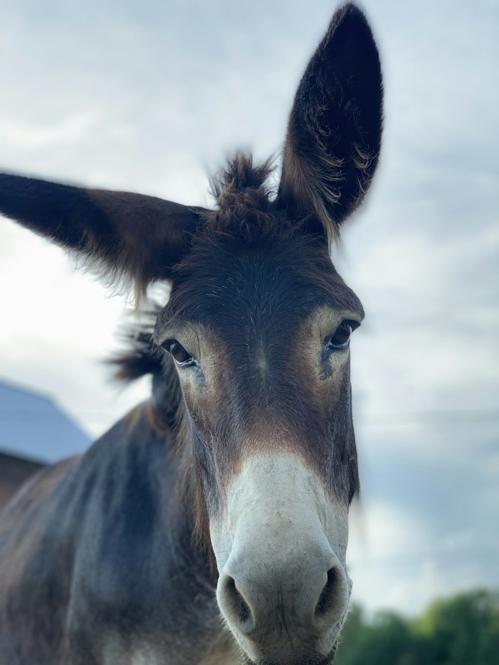 Fotografia de close-up de burro marrom