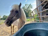 A light-colored horse with a long mane stands near a large water trough, surrounded by a fenced enclosure. In the background, there are trees and a barn under a clear blue sky, creating a calm rural atmosphere.