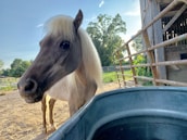 A light-colored horse with a long mane stands near a large water trough, surrounded by a fenced enclosure. In the background, there are trees and a barn under a clear blue sky, creating a calm rural atmosphere.