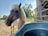 A light-colored horse with a long mane stands near a large water trough, surrounded by a fenced enclosure. In the background, there are trees and a barn under a clear blue sky, creating a calm rural atmosphere.