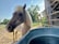 A light-colored horse with a long mane stands near a large water trough, surrounded by a fenced enclosure. In the background, there are trees and a barn under a clear blue sky, creating a calm rural atmosphere.