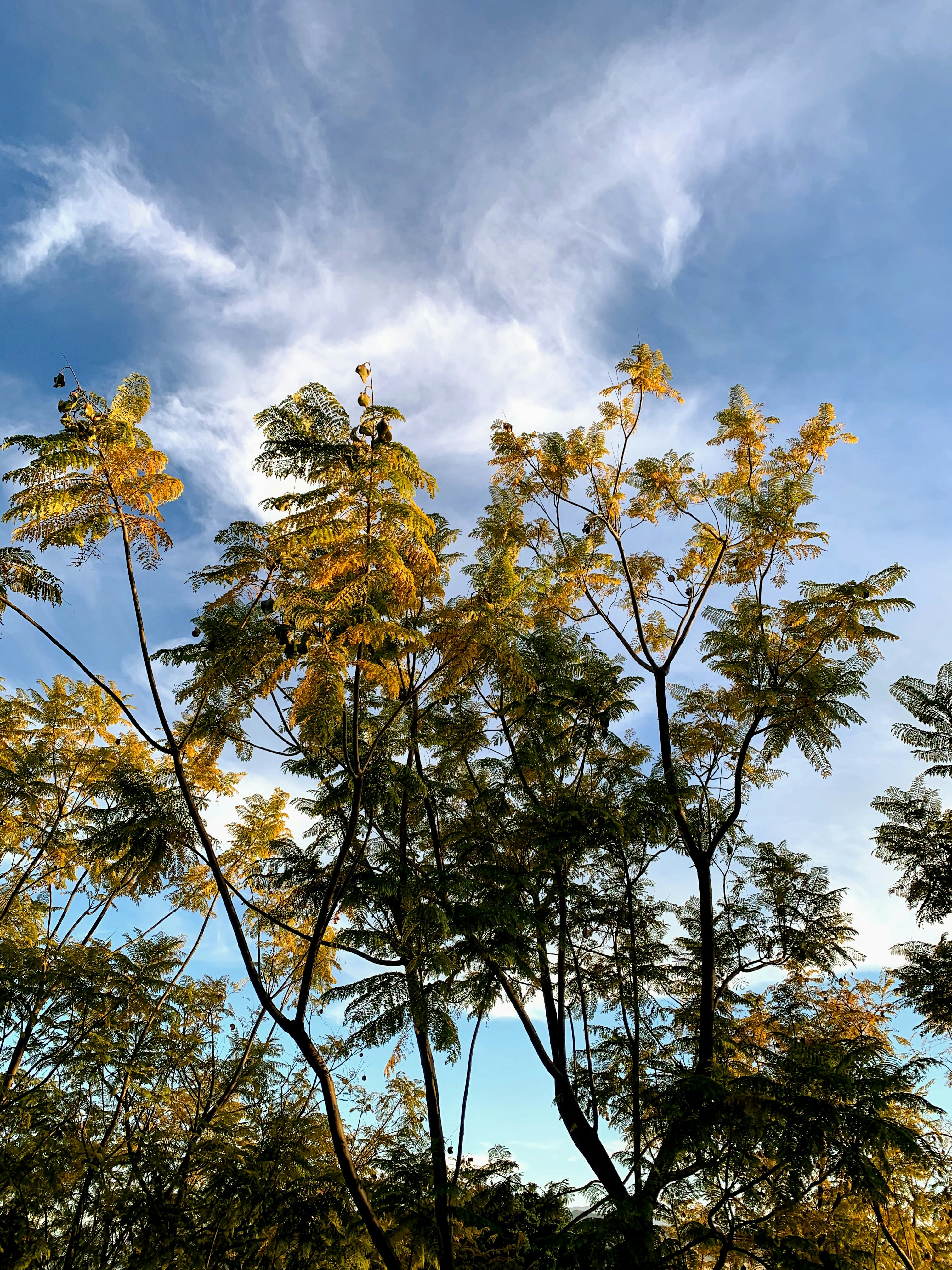 green-leafed trees under white clouds