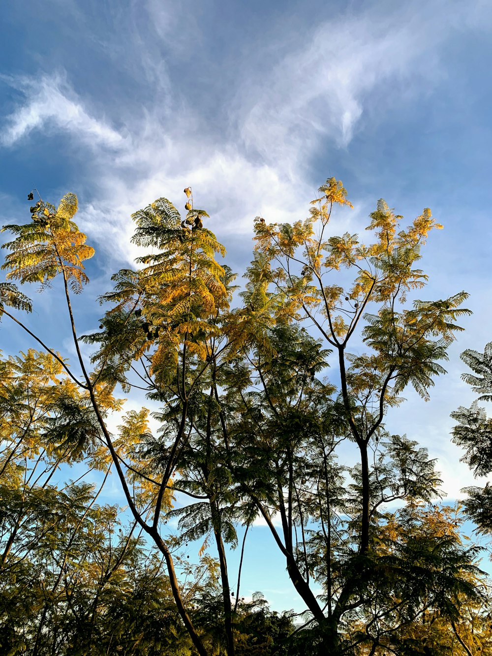 green-leafed trees under white clouds