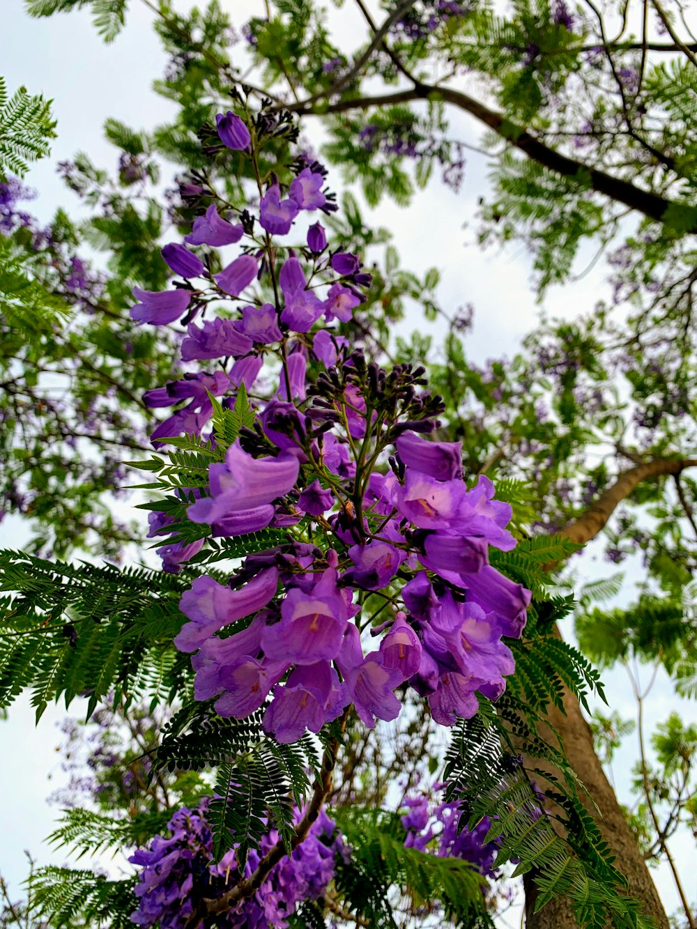 purple-petaled flowers