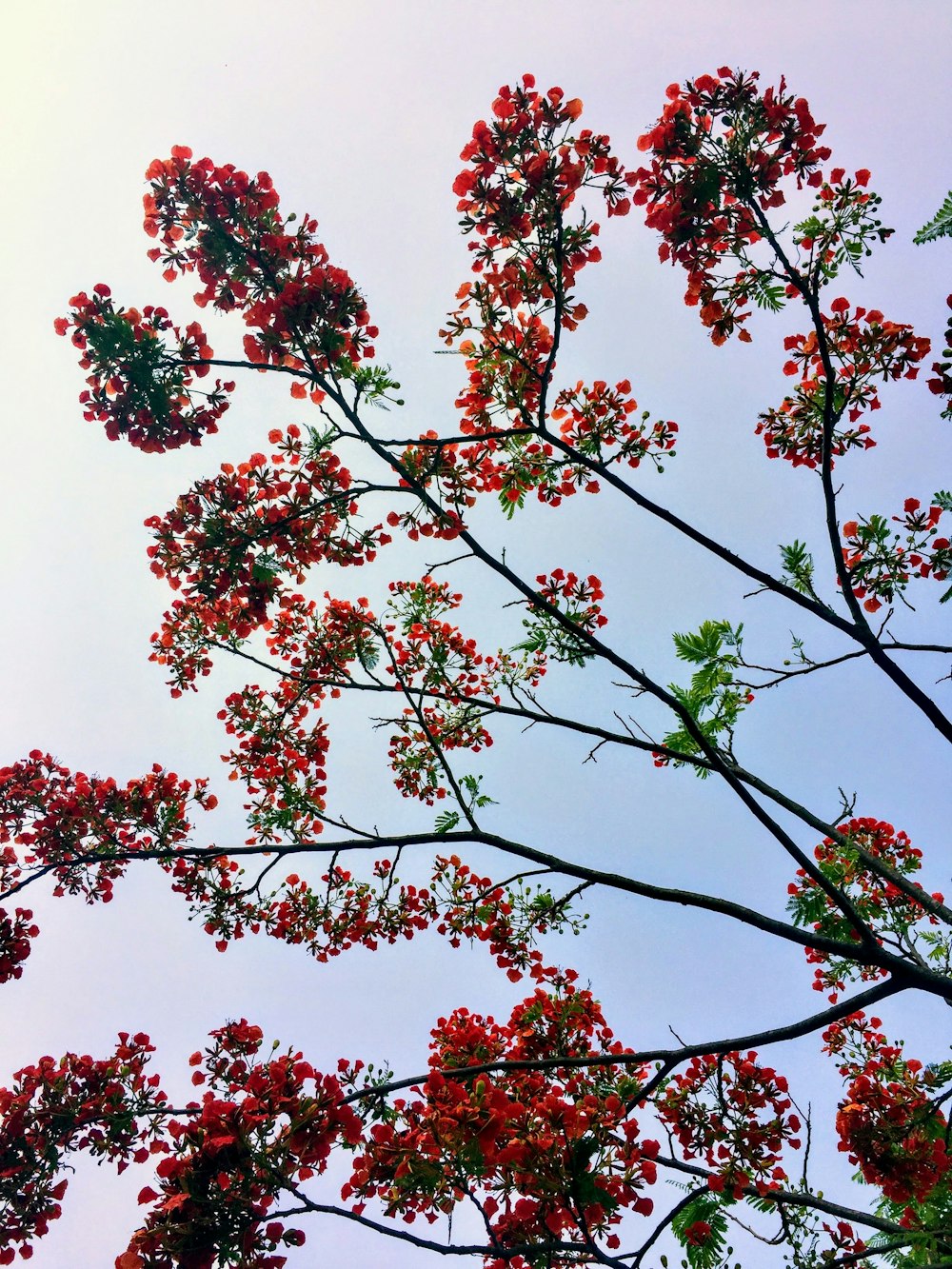 red-leafed trees