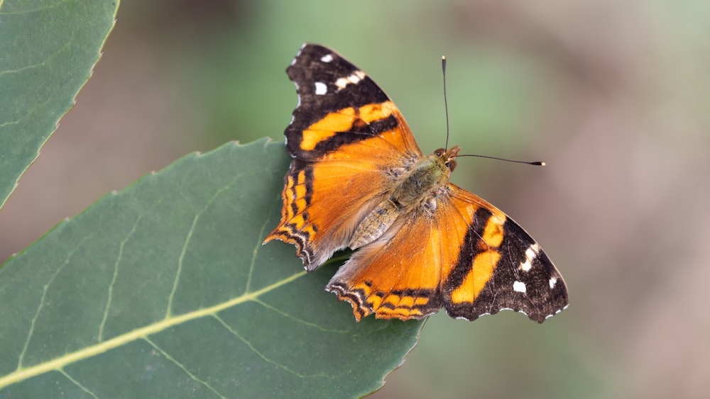 orange and black butterfly