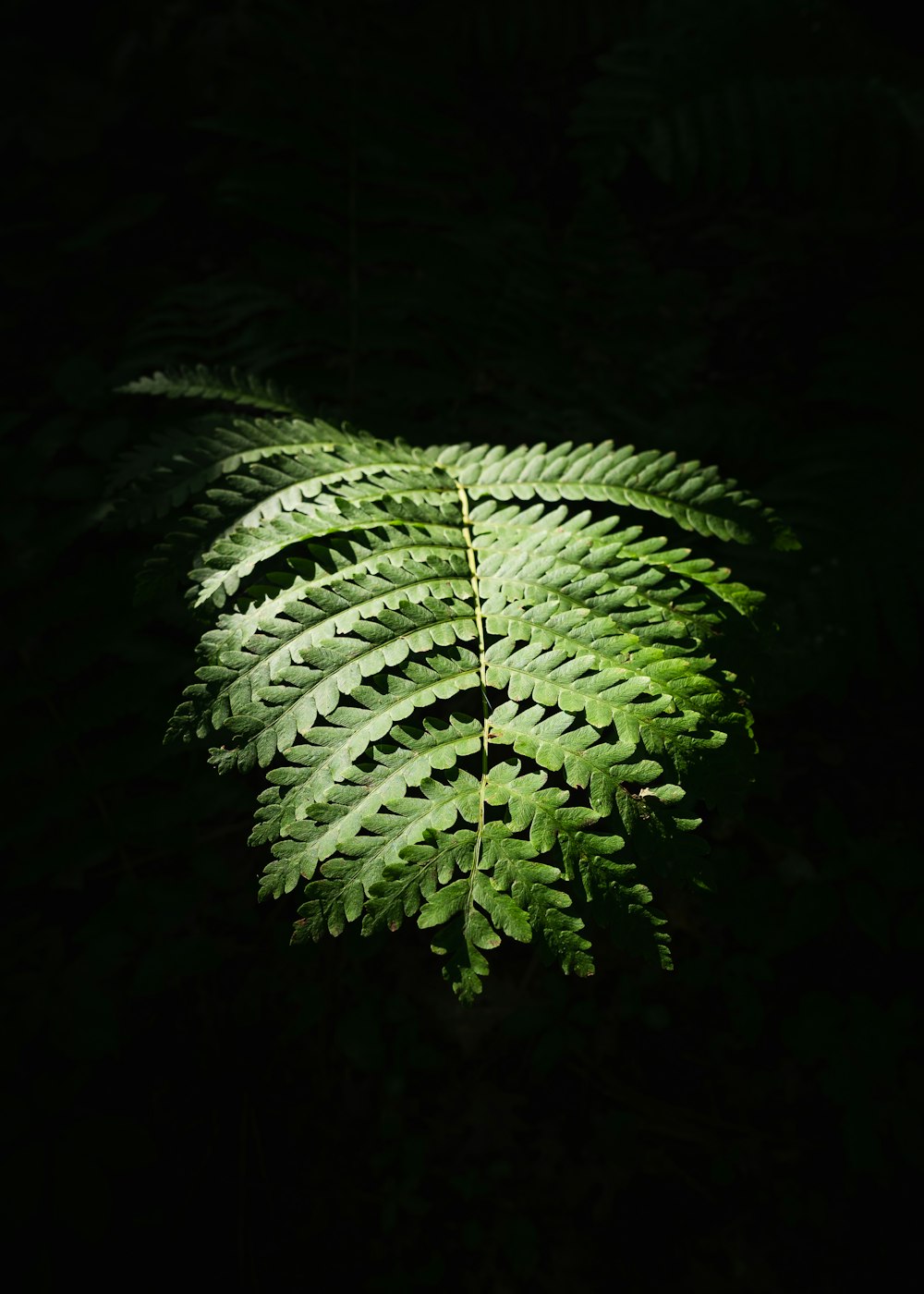 a fern leaf is glowing in the dark