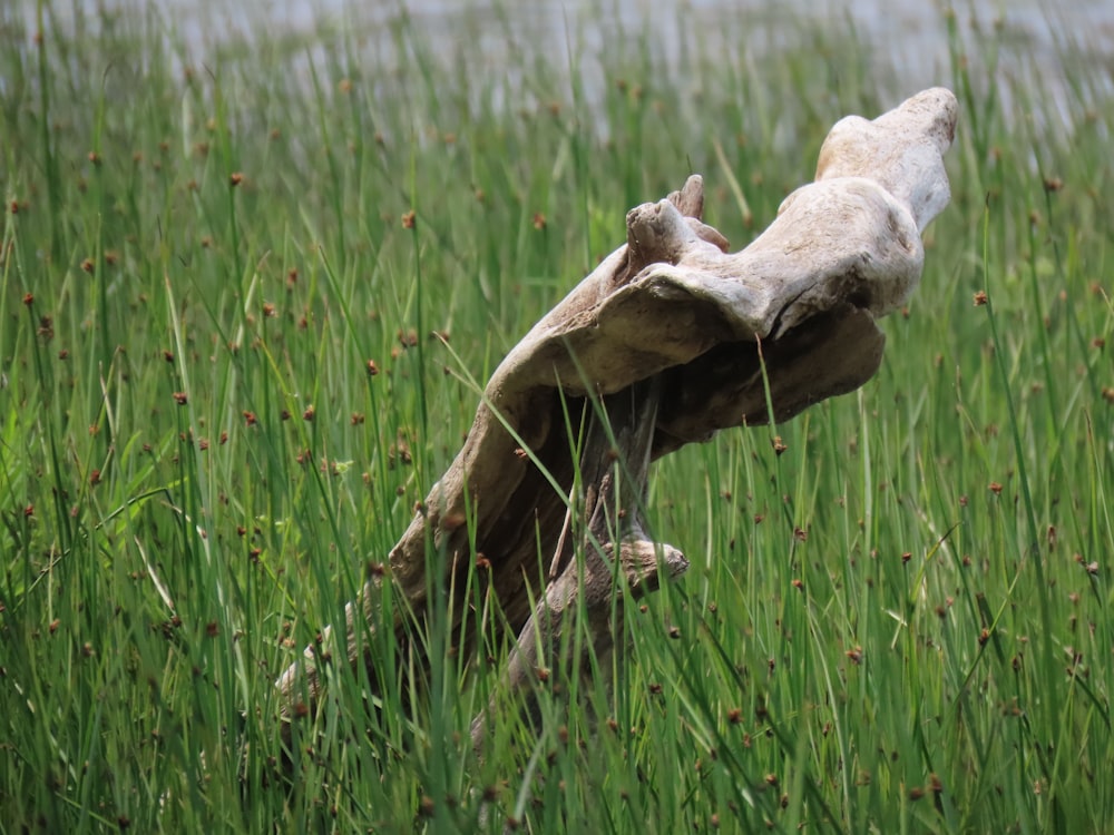 tree log on grass