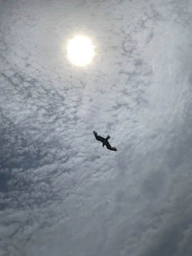 A colorful swifty bird soaring above a bright blue sky.