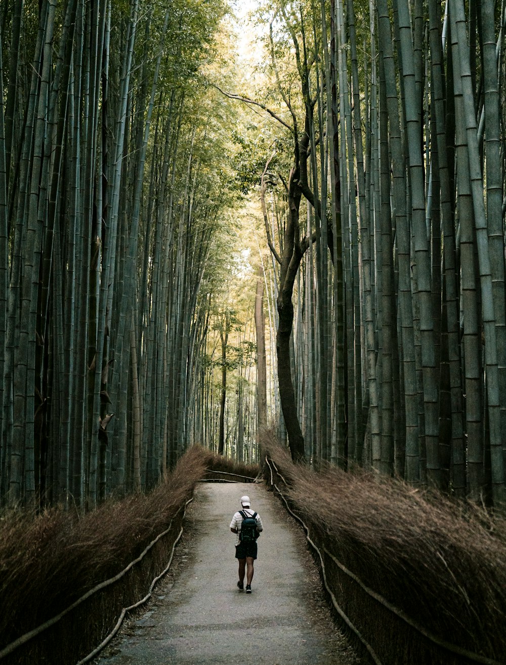 대나무 숲의 길을 걷는 사람