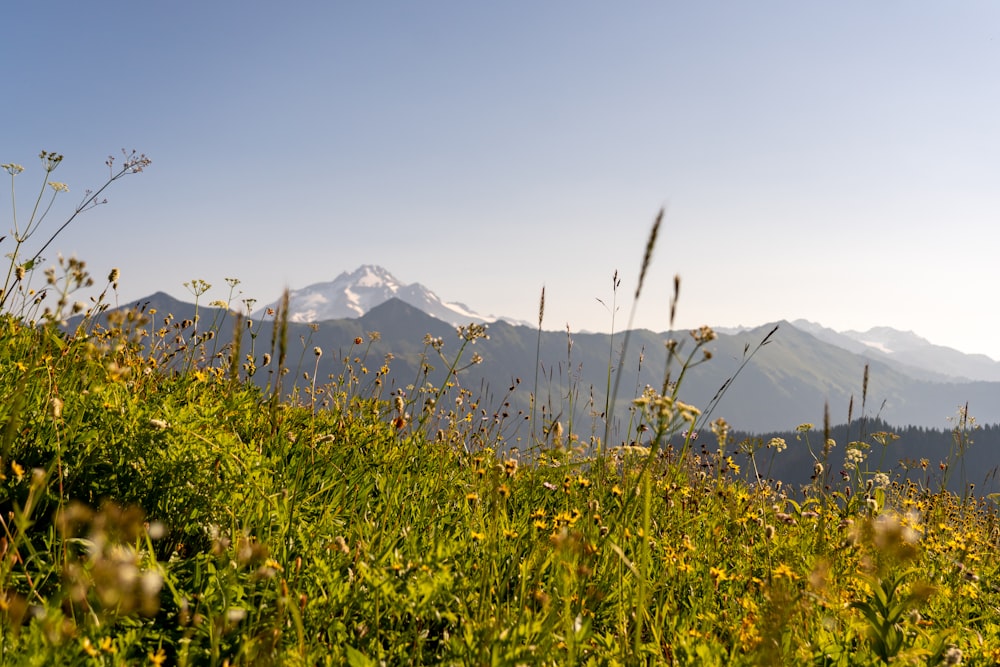 landscape photo of black and gray mountains and green grass fields