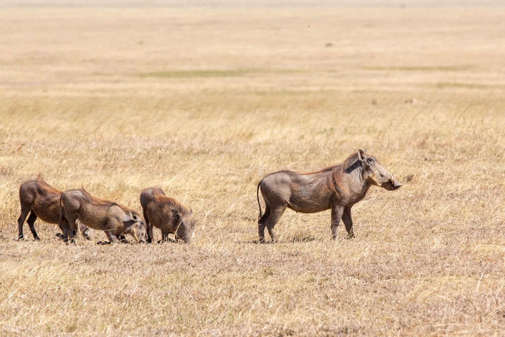 wildlife photography of black and brown hogs