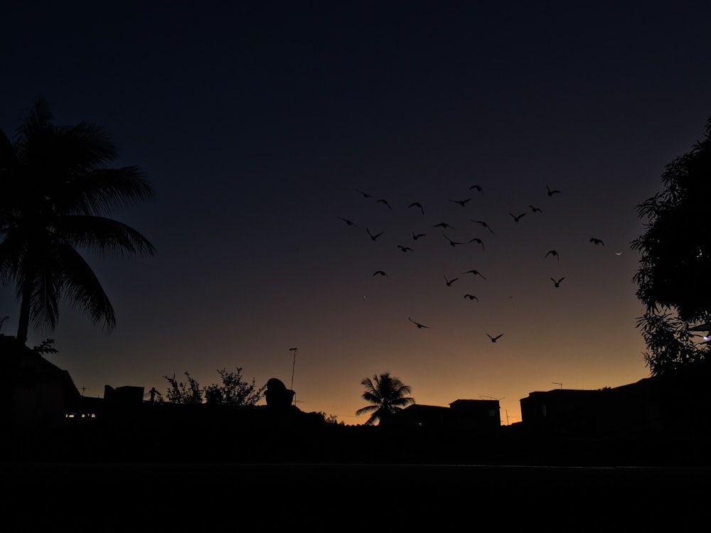 silhouette of birds during dusk