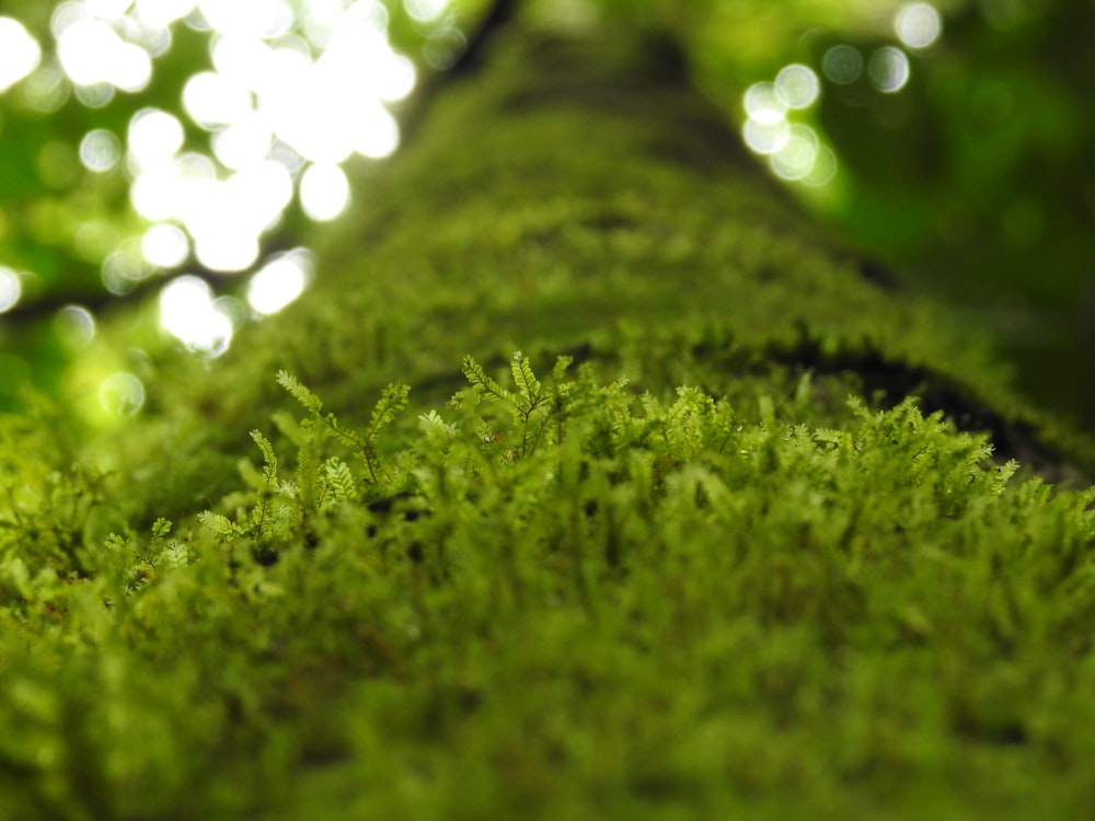 green grass macro photography