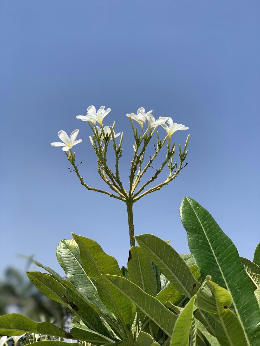 white flowers with green leaves