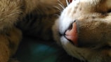 A close-up view of a cat's nose, highlighting the texture of the fur and the details of the whiskers.