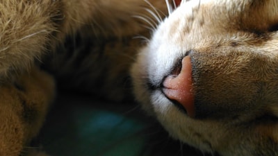 A close-up view of a cat's nose, highlighting the texture of the fur and the details of the whiskers.