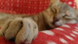A close-up of a cat's paw in focus, with the cat's face slightly blurred in the background. The cat appears to be resting or sleeping on a red blanket with white polka dots, creating a cozy and relaxing atmosphere.