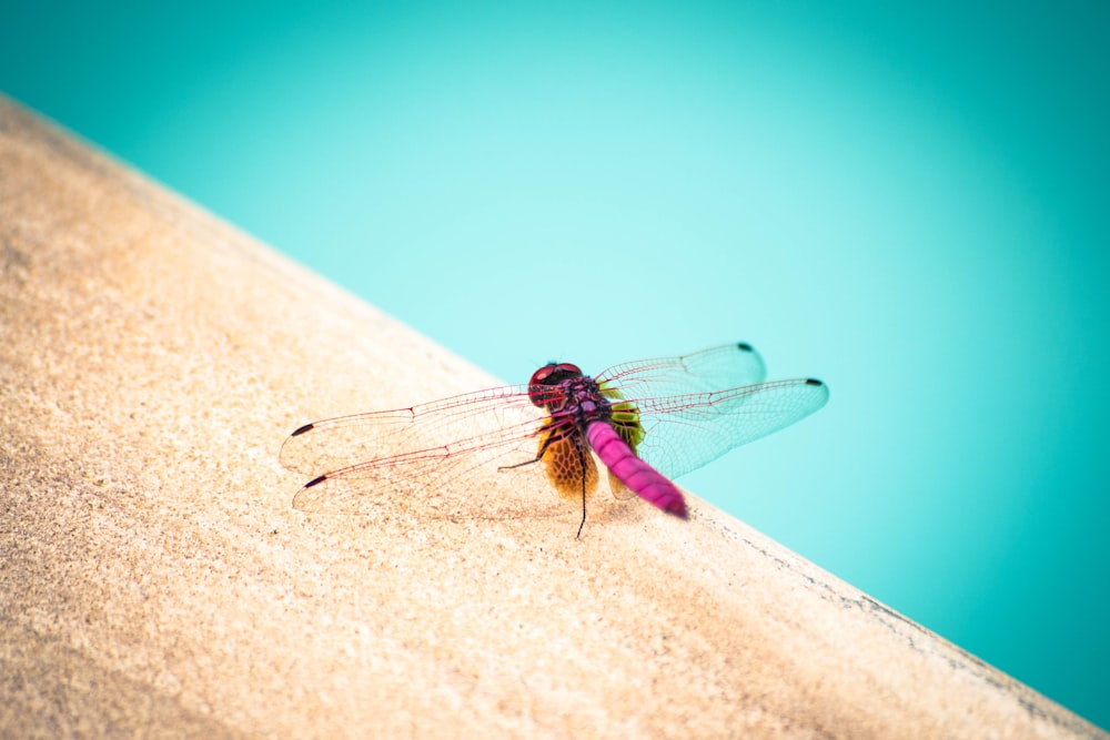 pink gragonfly