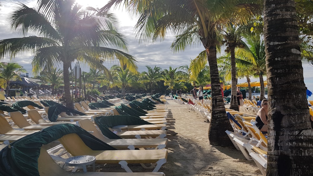 wooden lounges beside palm tree