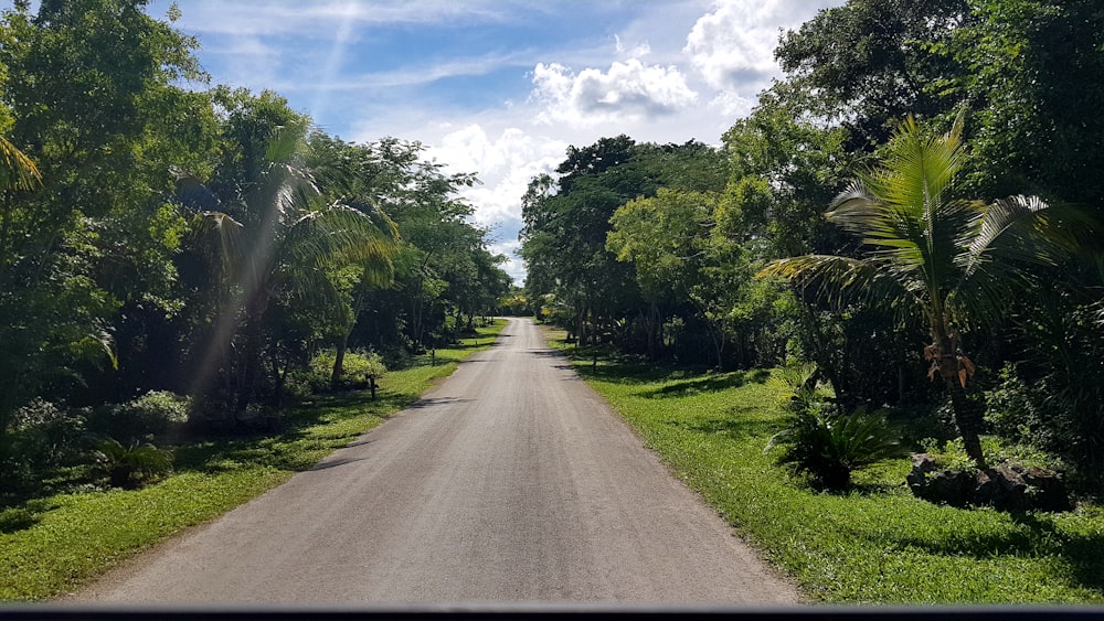 strada grigia tra gli alberi