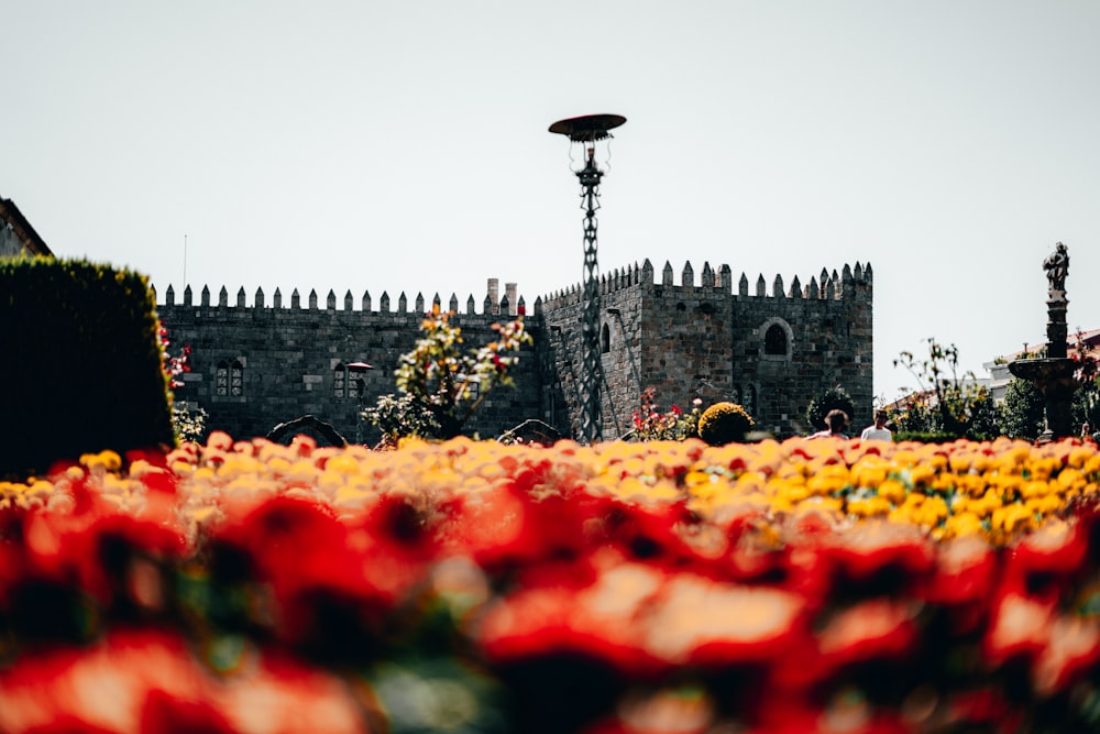 flowers near castle