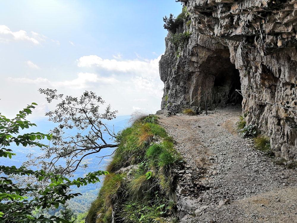 cave near tree