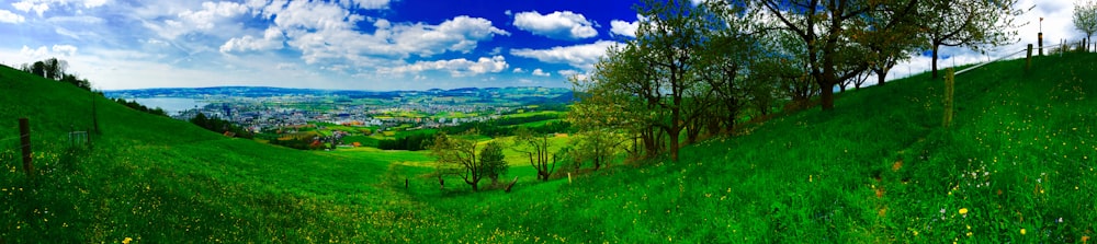 green-leafed grass fields and green-leafed trees