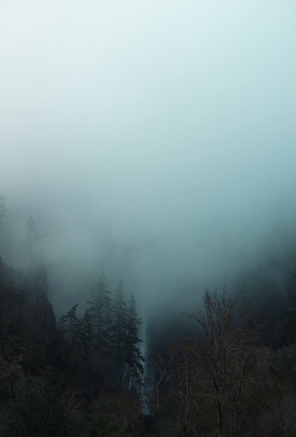 forest covered with fog