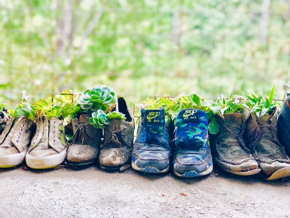 assorted-color plants on shoes