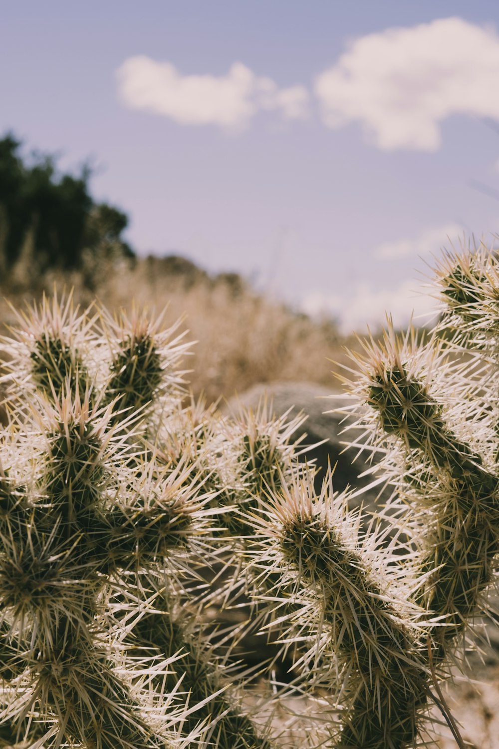 cactus plant