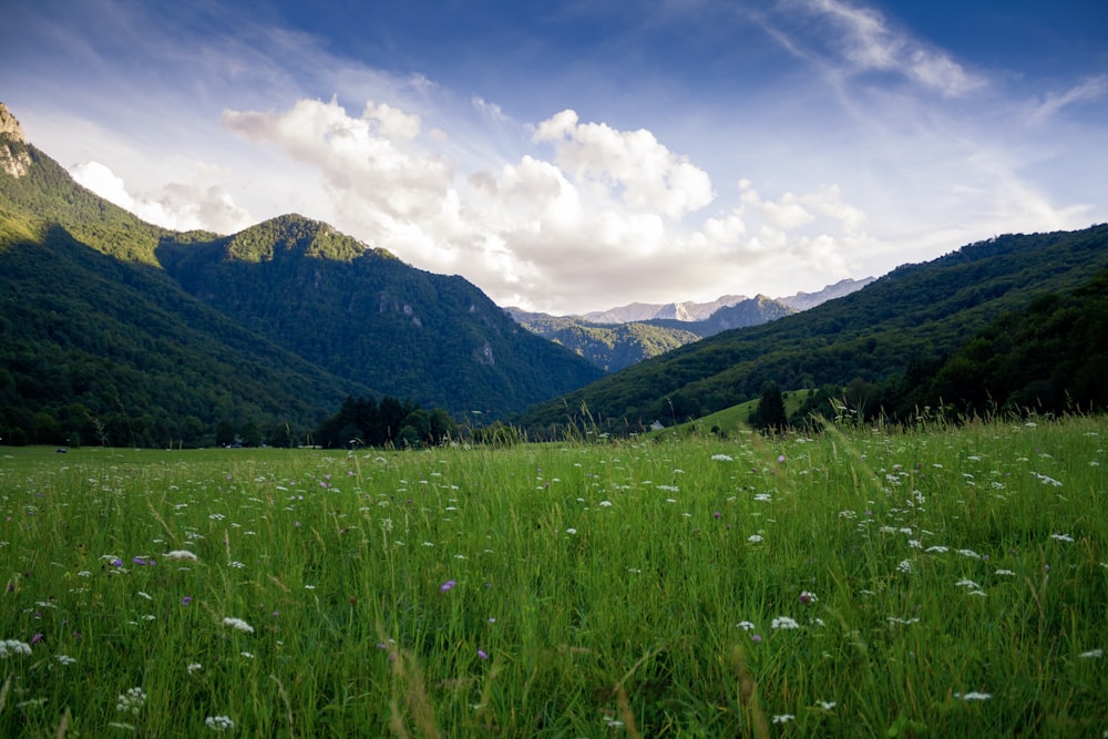 Campo erboso e catene montuose