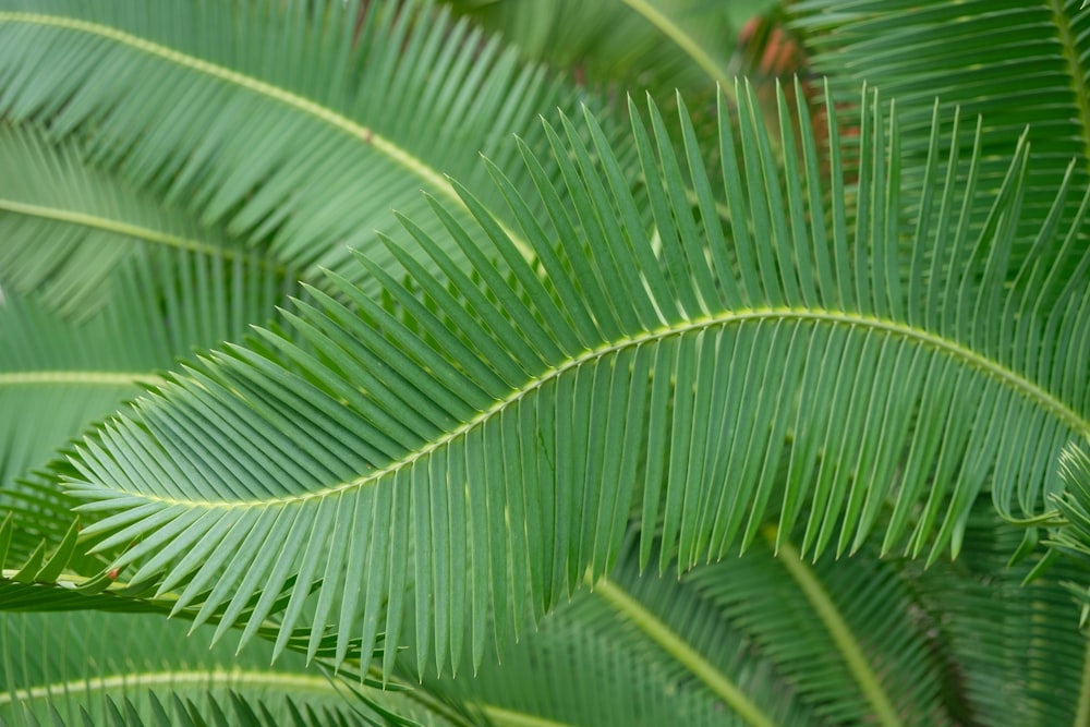 green-leafed palm