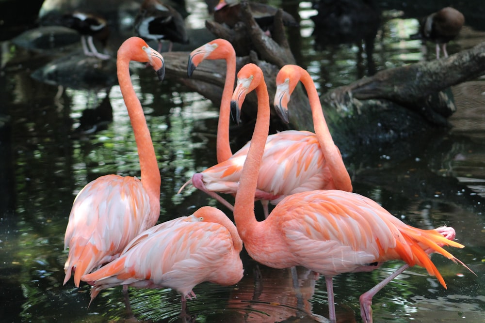 five pink flamingo birds