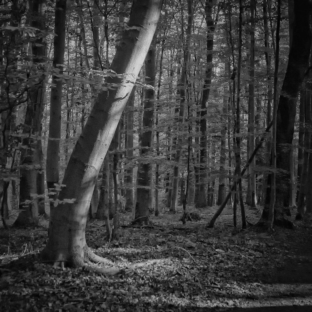 grayscale photography of forest