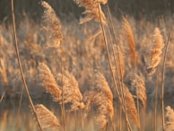 Natural setting with Quantum Light device blending into a calming outdoor scene.